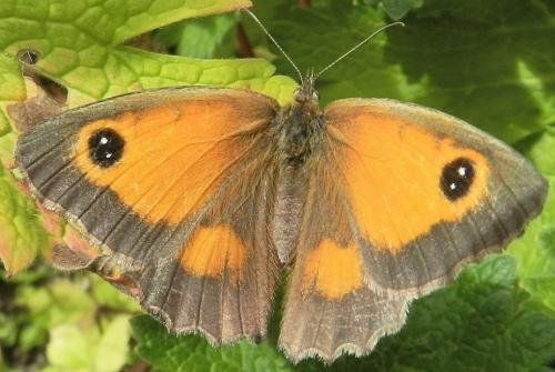 Réf. 235 398 : Pyronia tithonus